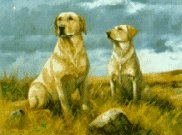 yellowlabs2.jpg